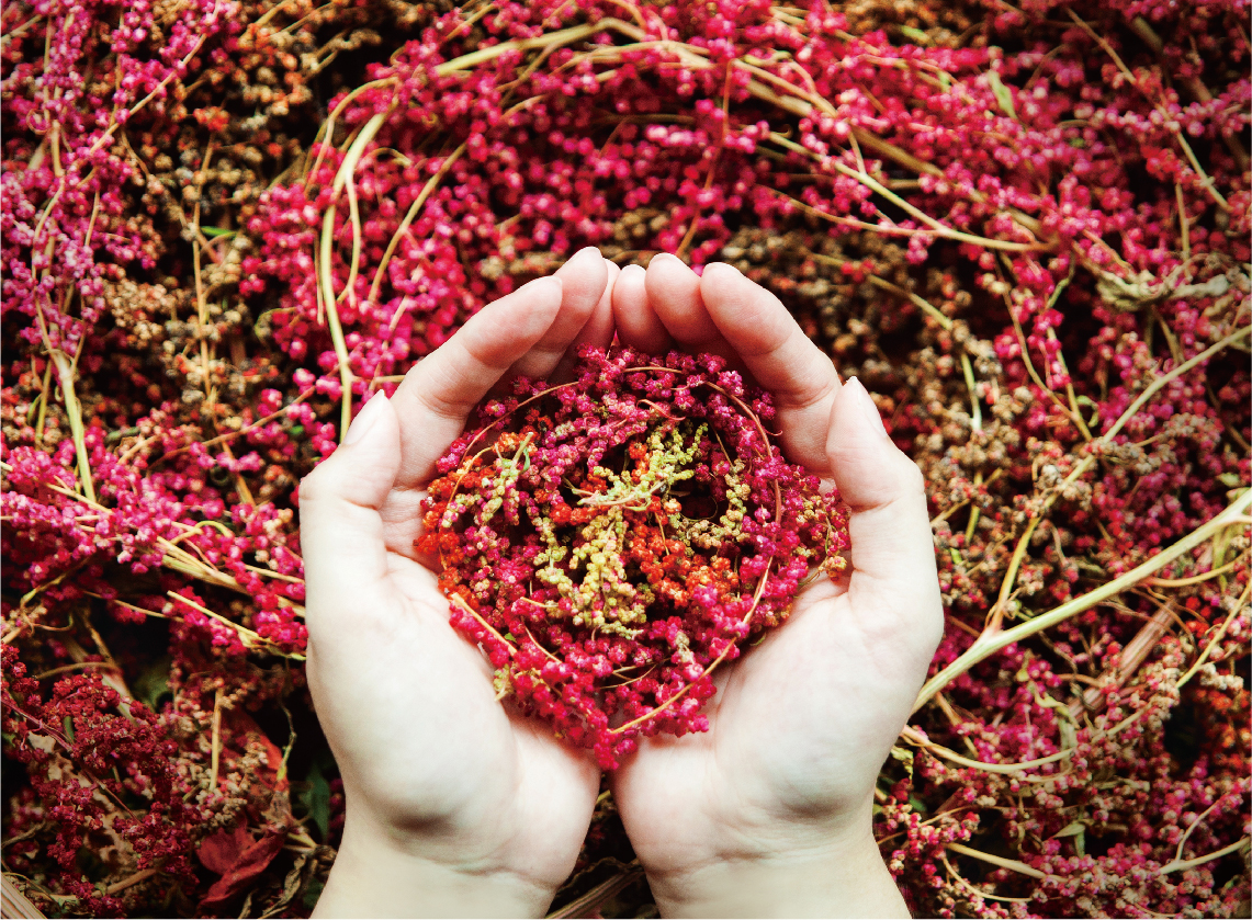 Mr.djulis 紅藜先生｜台東土坂村，熱血青年的紅藜夢